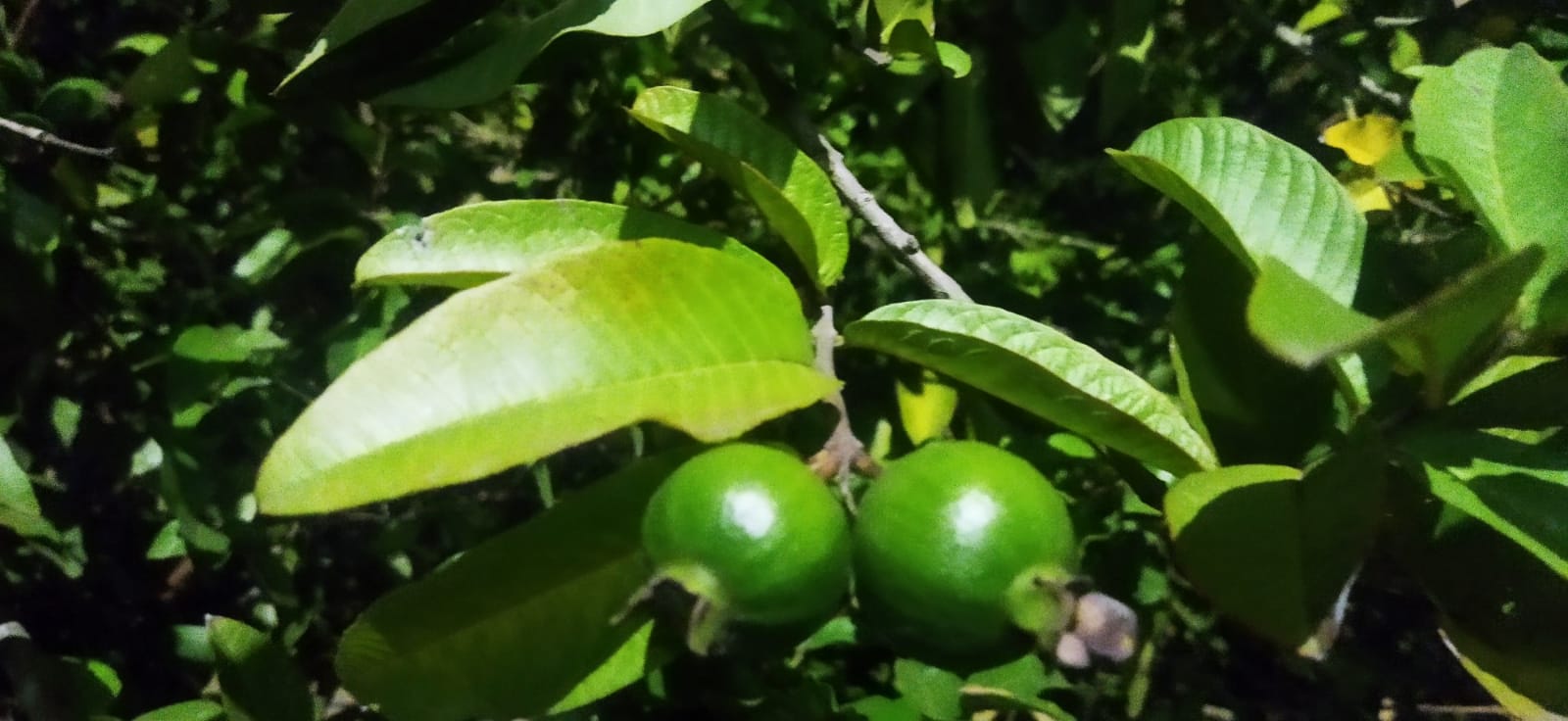 Guava Fruit Health Benefits