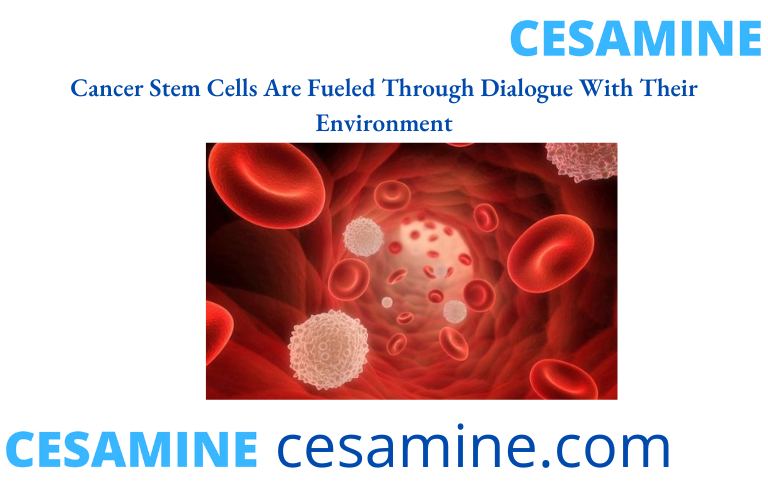 Cancer-Stem-Cells-Are-Fueled-Through-Dialogue-With-Their-Environment