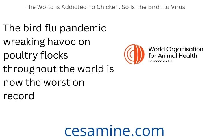 The World Is Addicted To Chicken. So Is The Bird Flu Virus