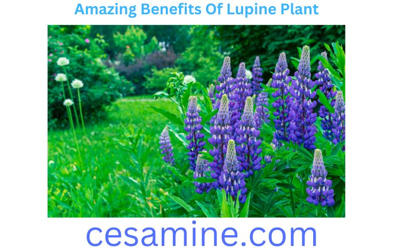 Amazing Benefits Of Lupine Plant
