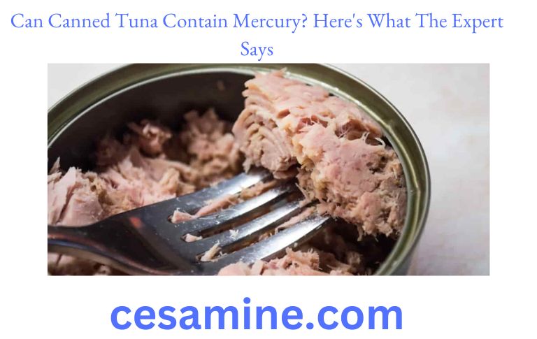 Can Canned Tuna Contain Mercury