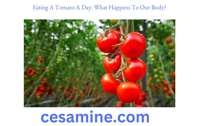 Eating A Tomato A Day What Happens To Our Body