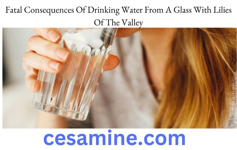 Fatal Consequences Of Drinking Water From A Glass With Lilies Of The Valley