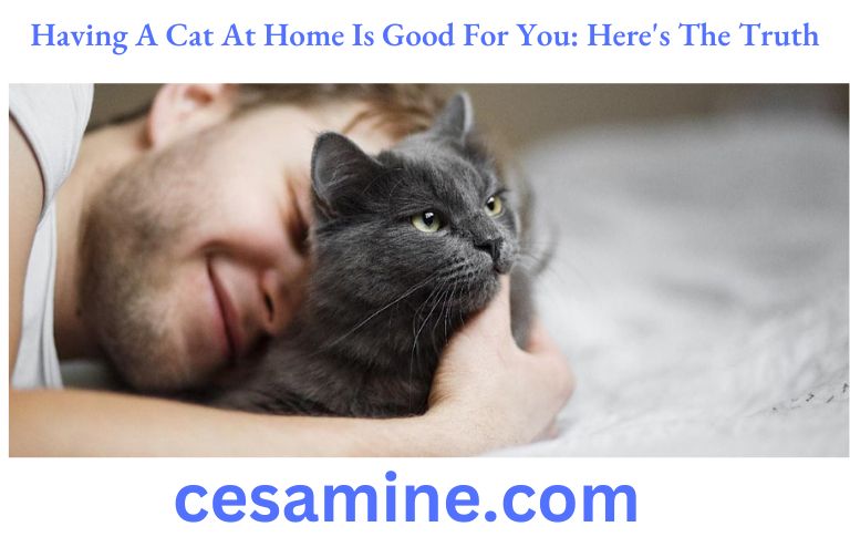 Having A Cat At Home Is Good For You