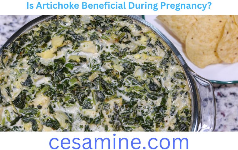 Is Artichoke Beneficial During Pregnancy