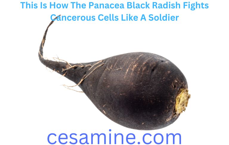 Panacea Black Radish Fights Cancerous Cells Like A Soldier
