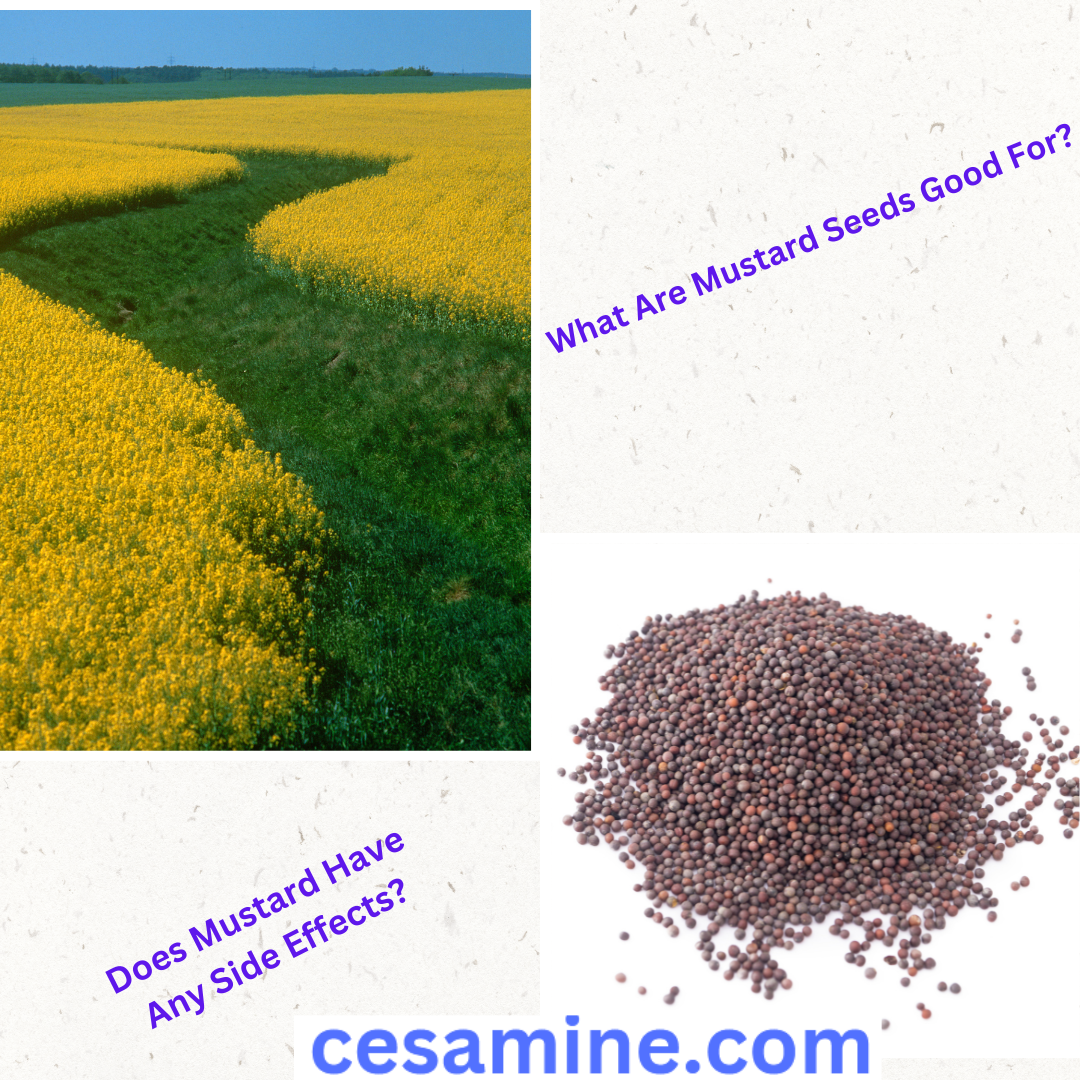 What Are Mustard Seeds Good For