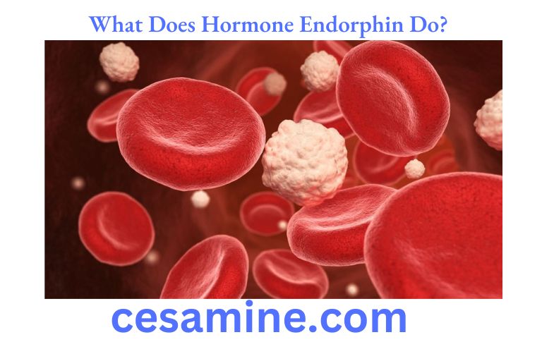 What Does Hormone Endorphin Do