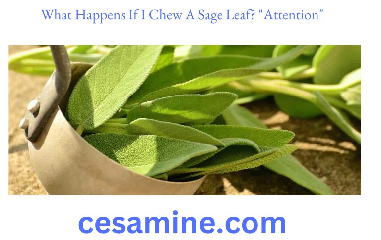 What Happens If I Chew A Sage Leaf